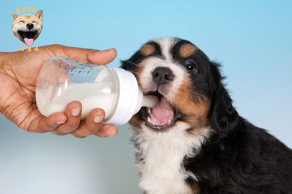 Sữa cao cấp Bio Milk dành cho chó mèo