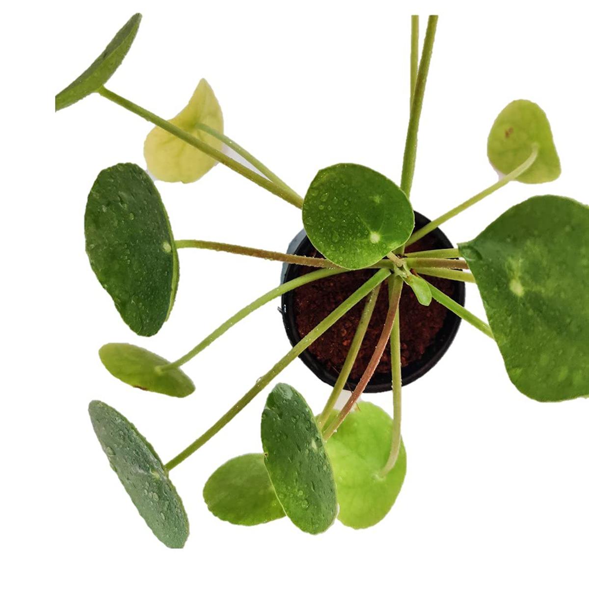 Pilea / Chinese money plant / pancake plant seeds 20 gram | Daraz.pk