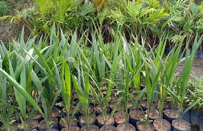 cây giống Cau Vua