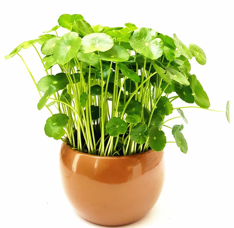 Cây cỏ đồng tiền may mắn