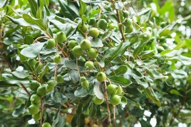 Cây giống macca ghép