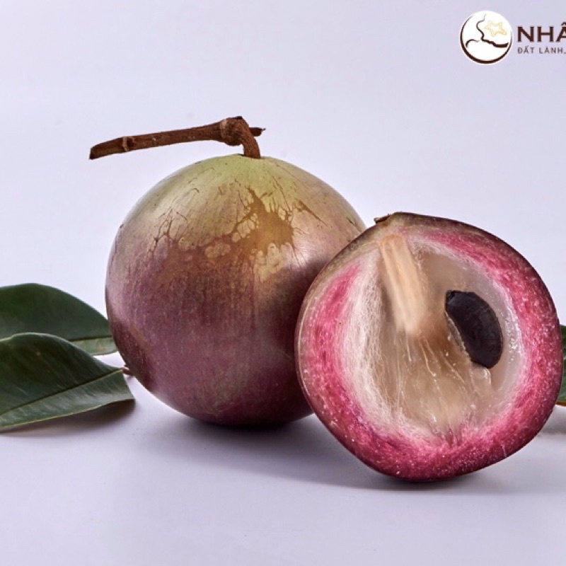 Cây vú sữa tím quả to siêu ngon ngọt mùi thơm hấp dẫn (siêu sớm)
