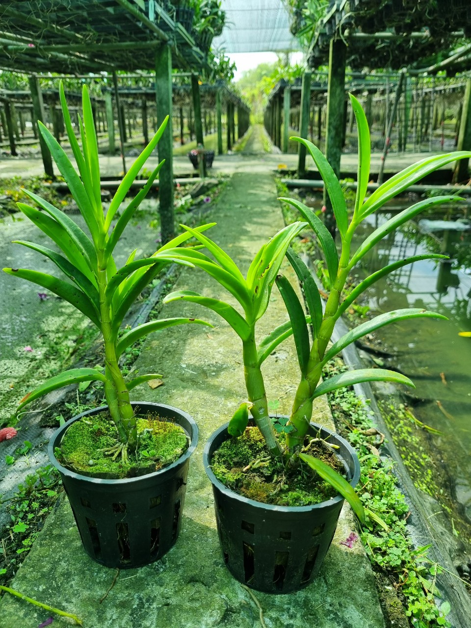 HOA LAN DENRO NẮNG UTHAI