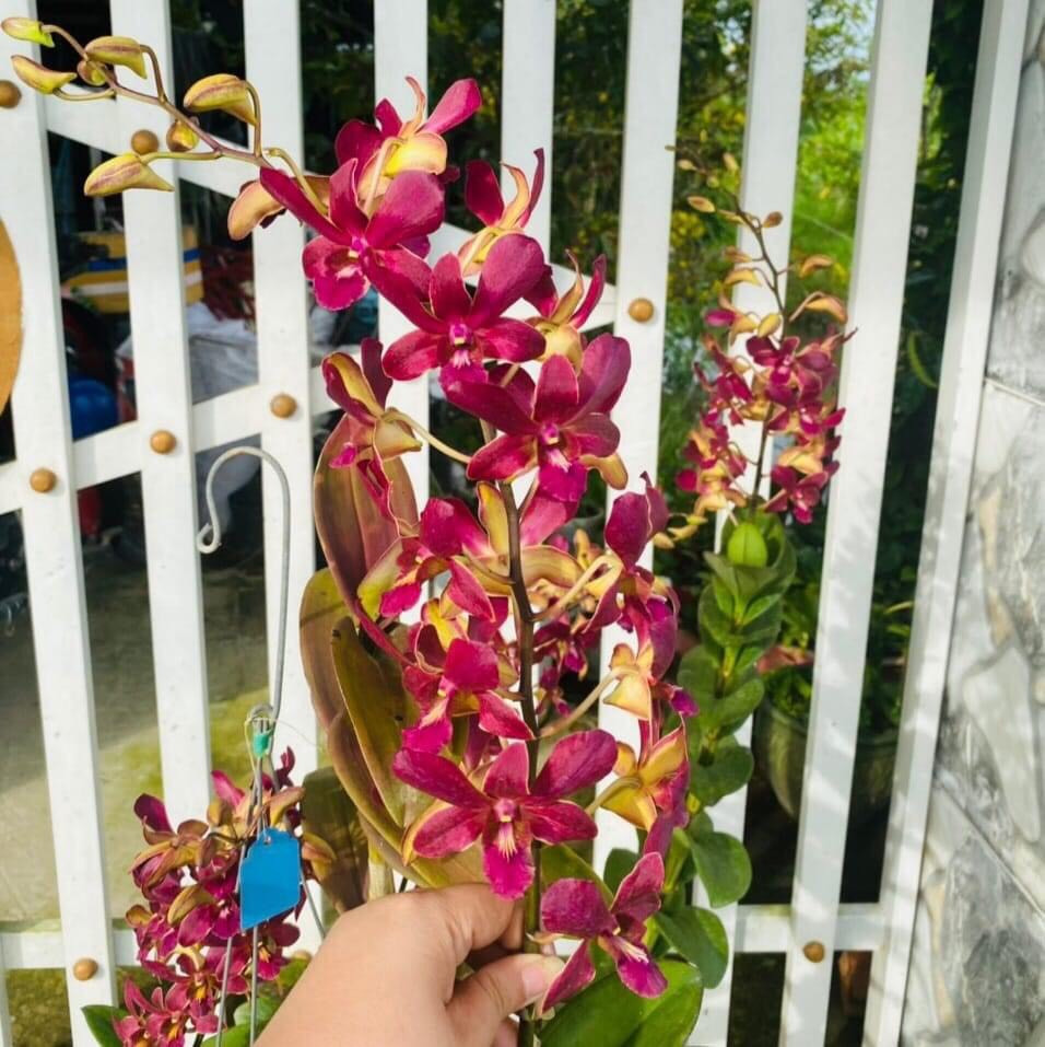hOA LAN VÀNG ĐỎ XỔ 5%
