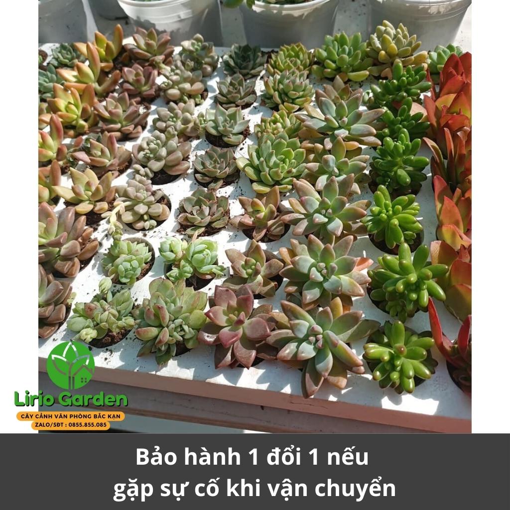 [ mua 10 tặng 1 ] Combo 10 cây sen đá vỉ size nhỏ