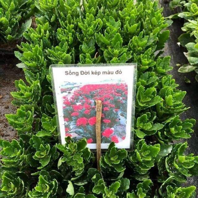 Cây hoa sống đời kép đang nụ (gửi cây như hình)