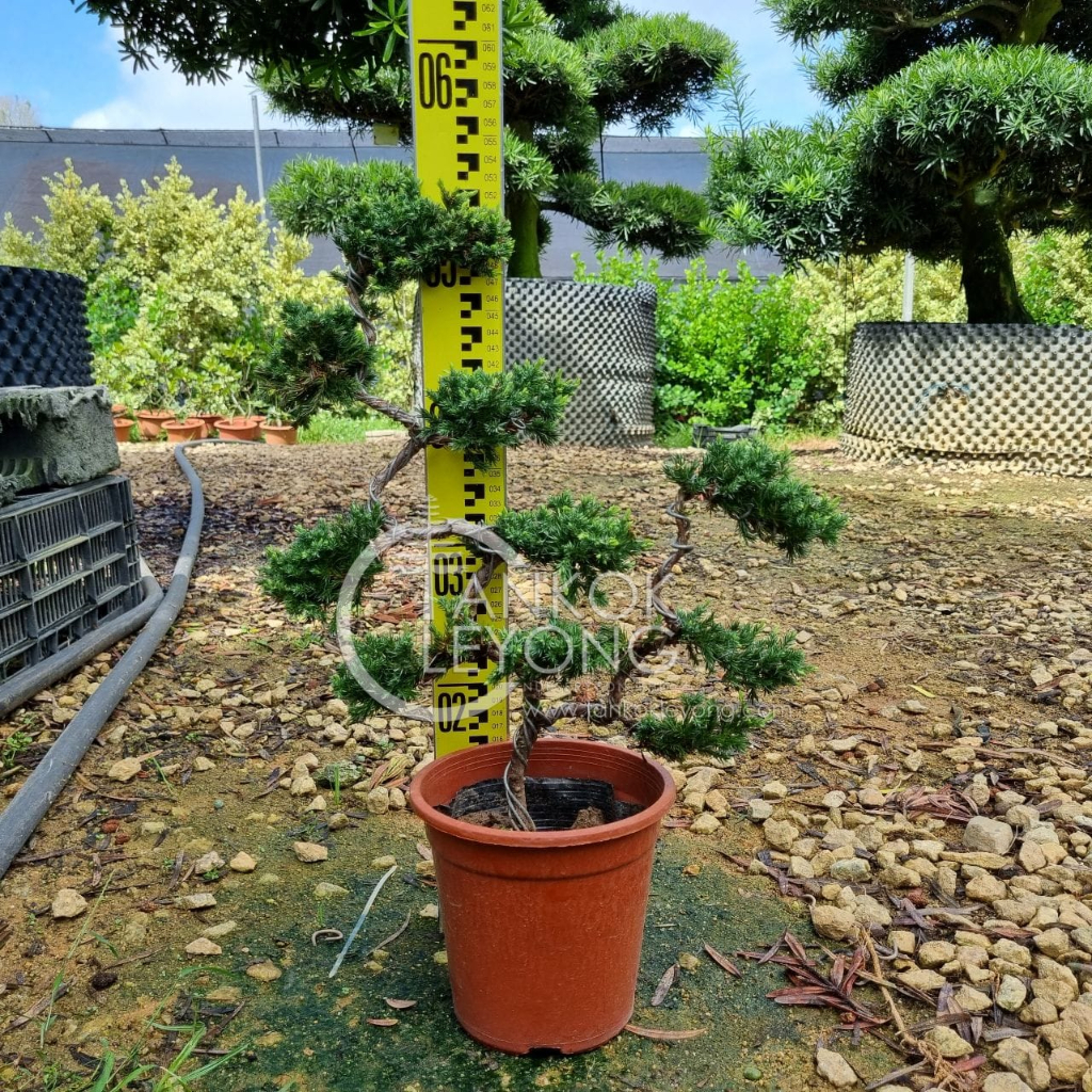 真柏盆栽⑤ 楽天市場】盆栽 真柏 樹齢5年 特撰 曲付 紀州 真柏 盆栽 W