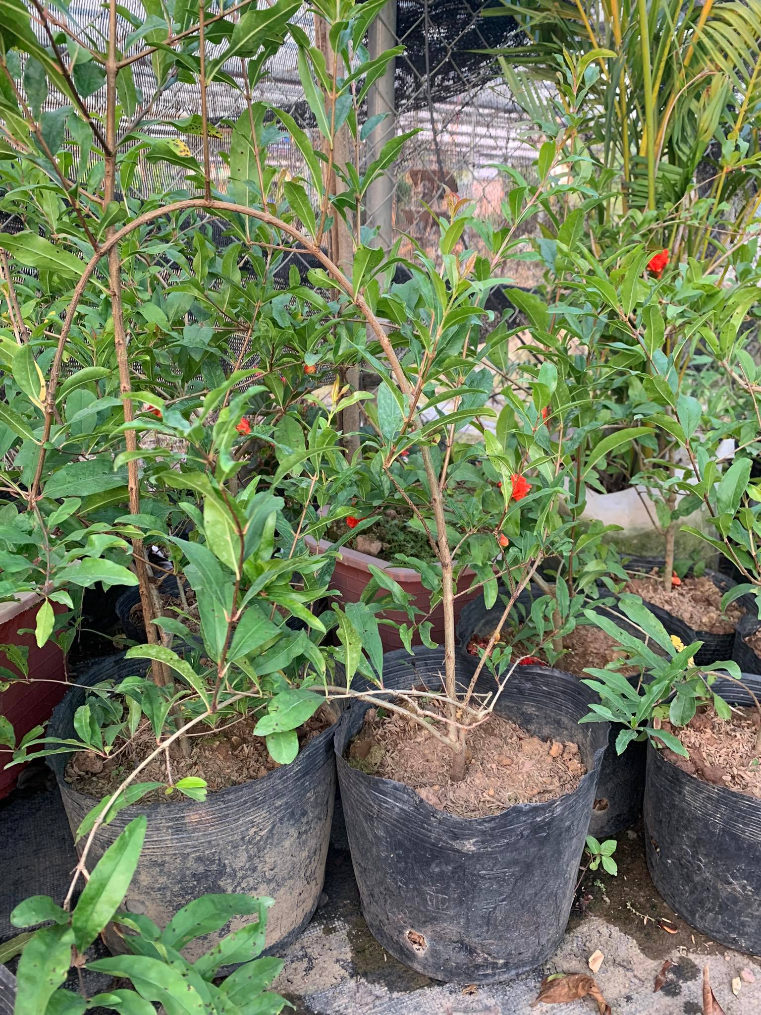 Cây hoa lựu hạnh hay lựu hoa (ảnh thật)