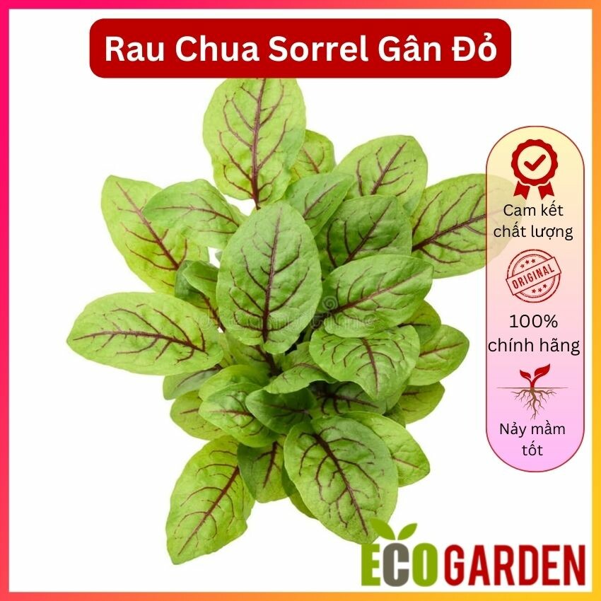 Hạt giống rau chua sorrel red vein gân đỏ