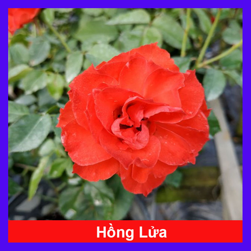 Cây Hoa Hồng Lửa - cây cảnh để bàn