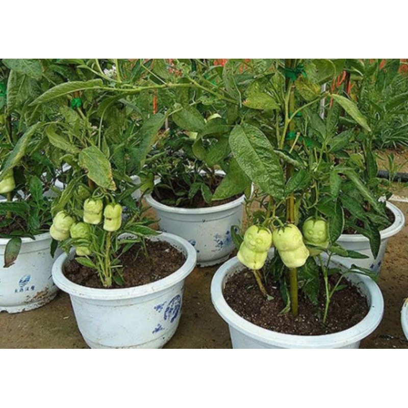 Hạt Giống Quả Nhân Sâm ( Ăn Khá Ngon ) gói 100 hạt