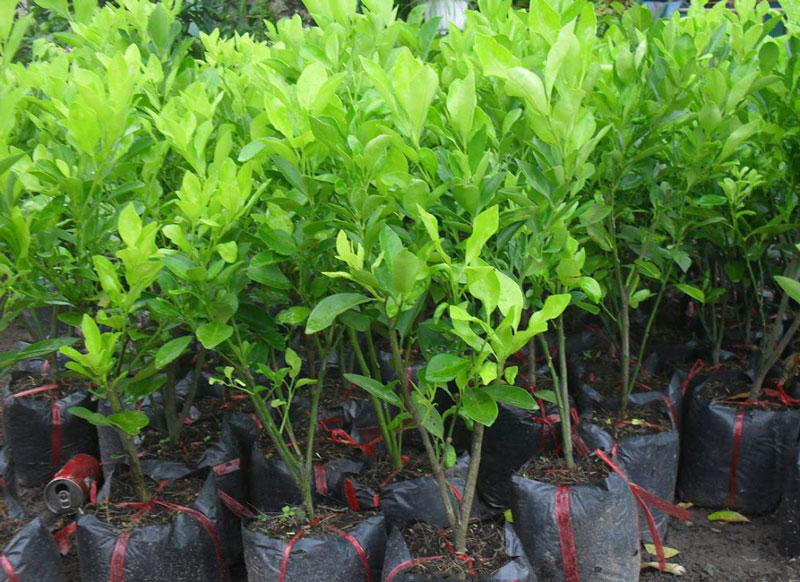 cây giống quất chua (tắc chua) thái, quả vàng