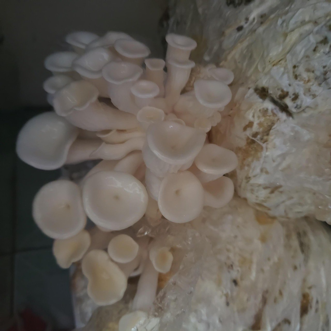 Phôi nấm Sò thái (1 kiện 9 bịch)