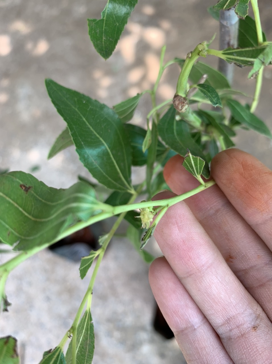 Cây giống Hồng Táo (Táo Tàu) siêu ngọt