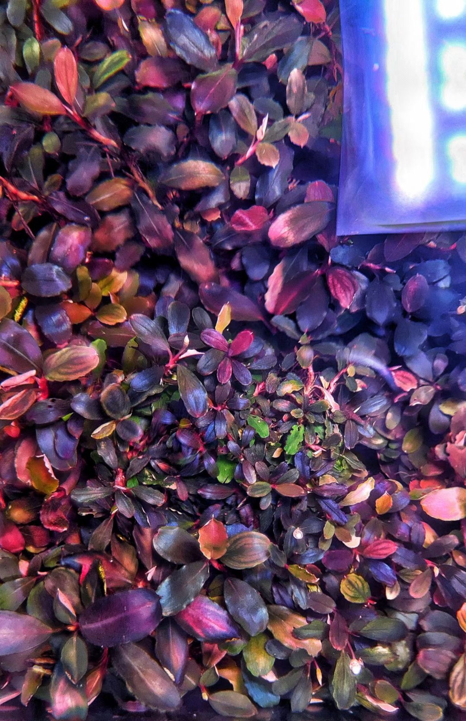 [HCM]Đèn Led Thủy Sinh WRGBU SkyLed tank