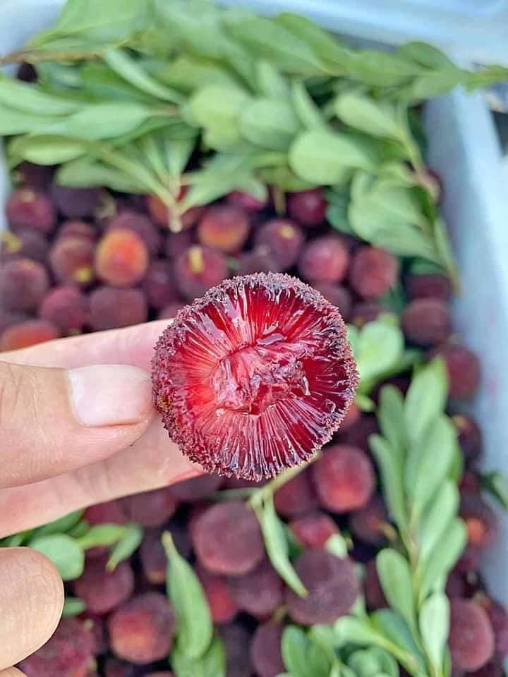 CÂY GIỐNG THANH MAI THẾ HỆ MỚI