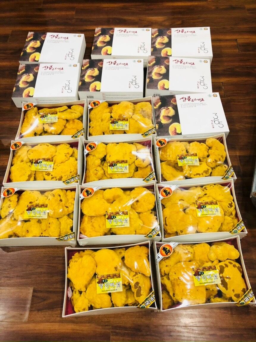 Nấm Linh Chi Thượng Hoàng Hàn Quốc