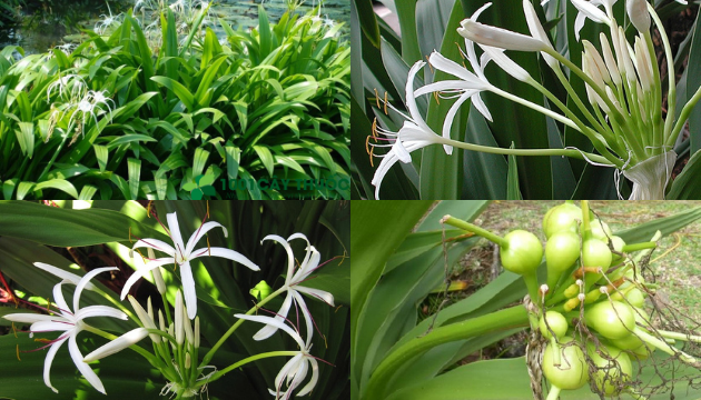 Củ giống cây đại tướng quân (cây NÁNG TRẮNG)