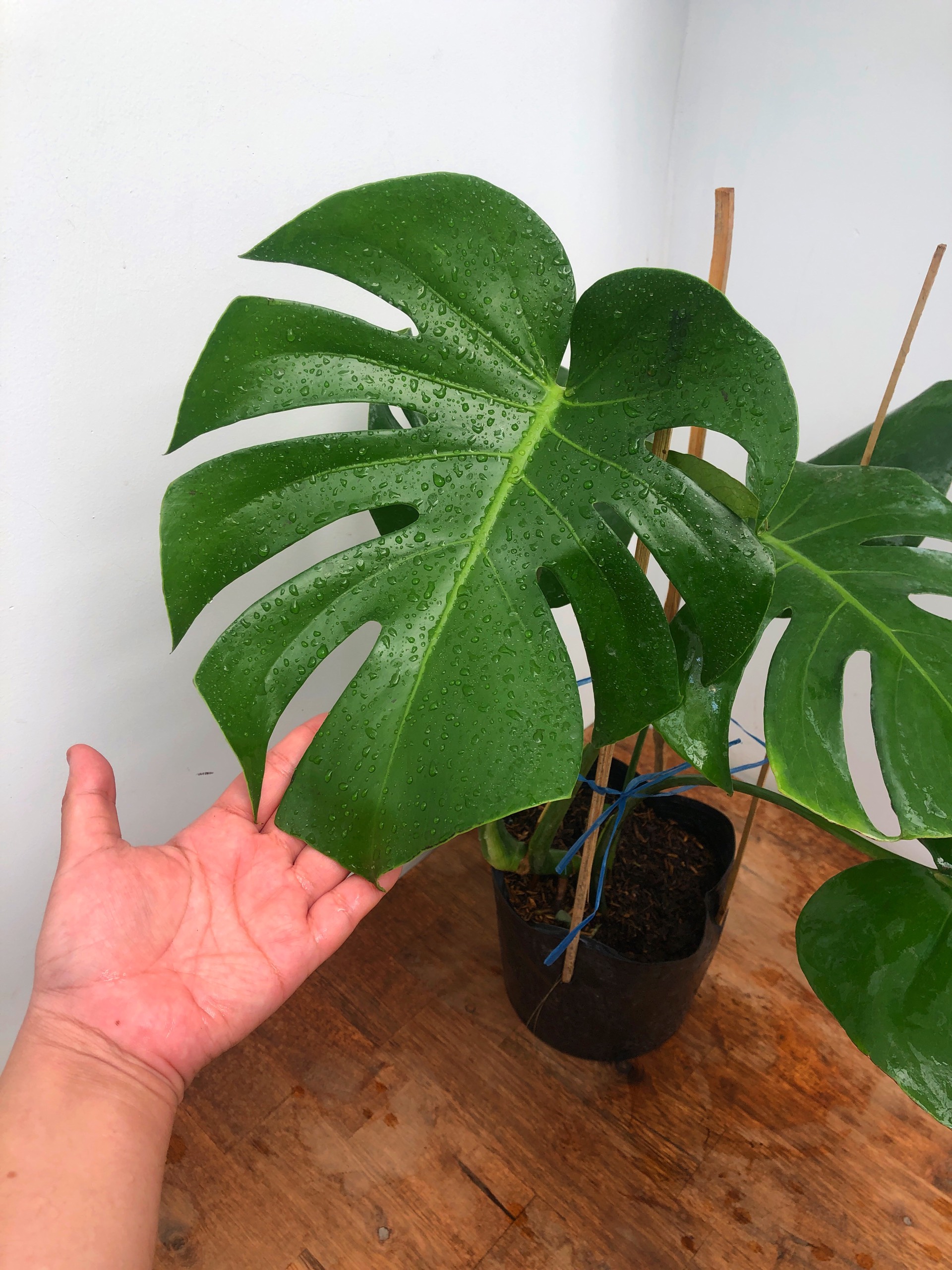 Trầu Bà Lá Xẻ Nam Mỹ Monstera Deliciosa , cây trồng trong nhà, kiểng lá phong thủy trang trí nội thất giá rẻ, Vườn Của An