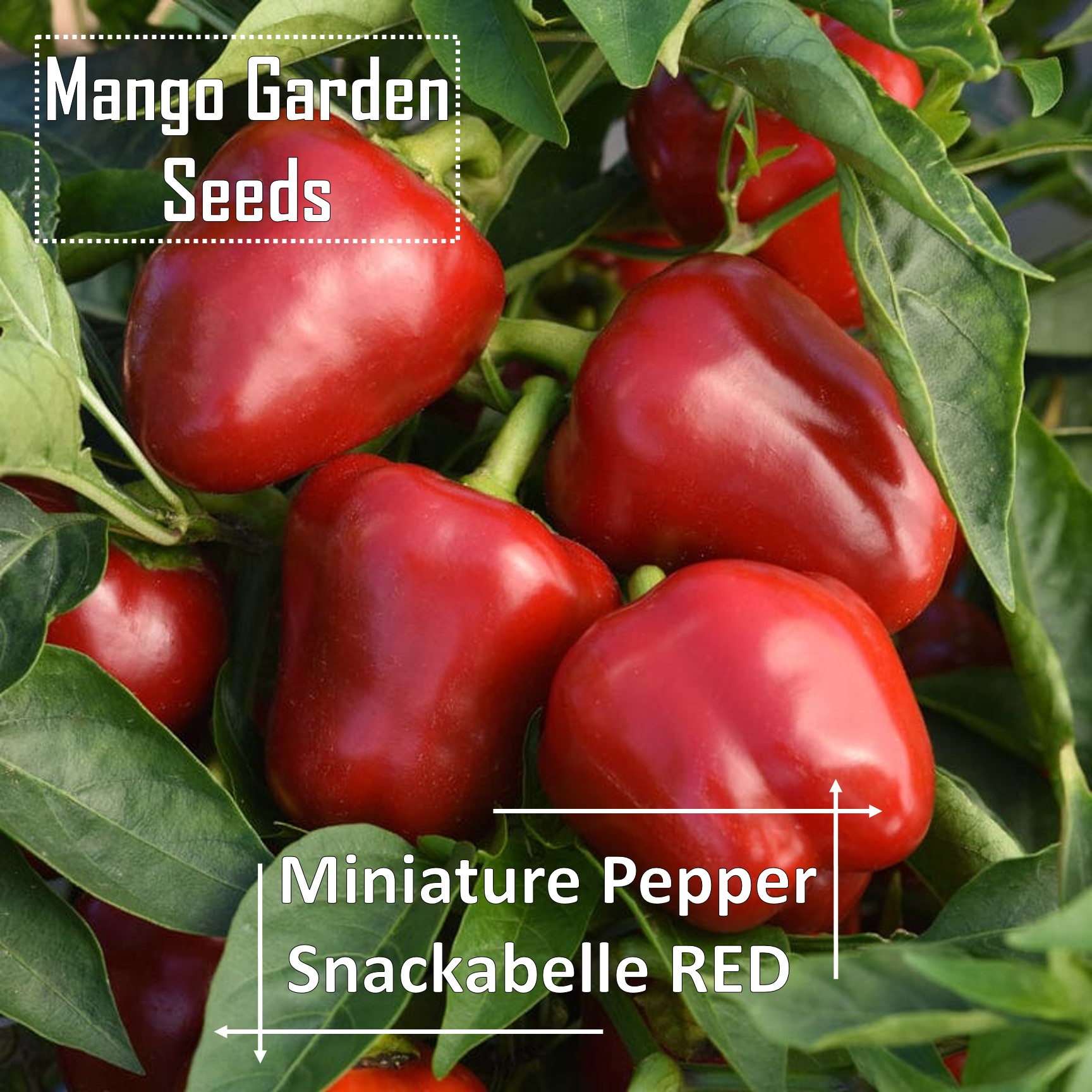 Snackabelle RED Pepper Seeds - 5 Seed *Pot Friendly* Tanam Pasu