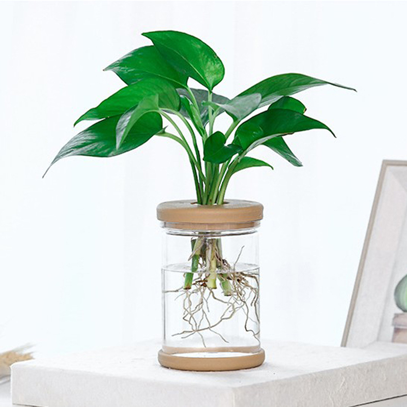 Zonee trong suốt Chậu hoa Thủy Canh tự động thấm nước Chậu hoa nhựa chậu hoa