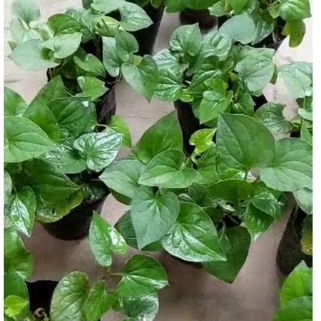 Bầu rau DIẾP CÁ.