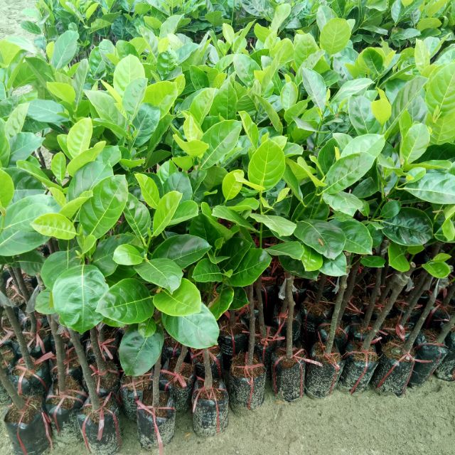 Cây giống mít không hạt, cây mít ghép (tặng xơ dừa)