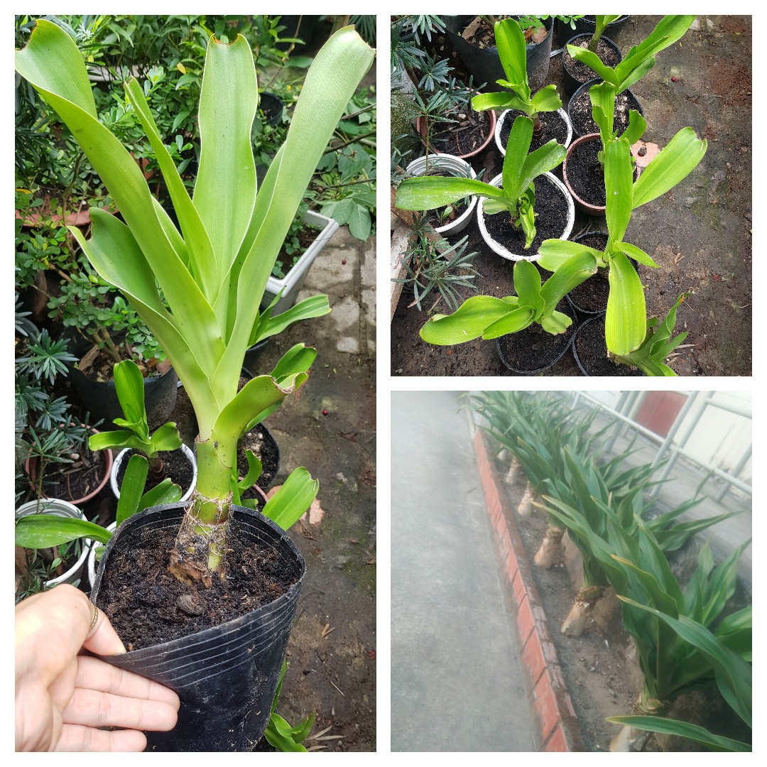 Củ giống cây đại tướng quân (cây NÁNG TRẮNG)