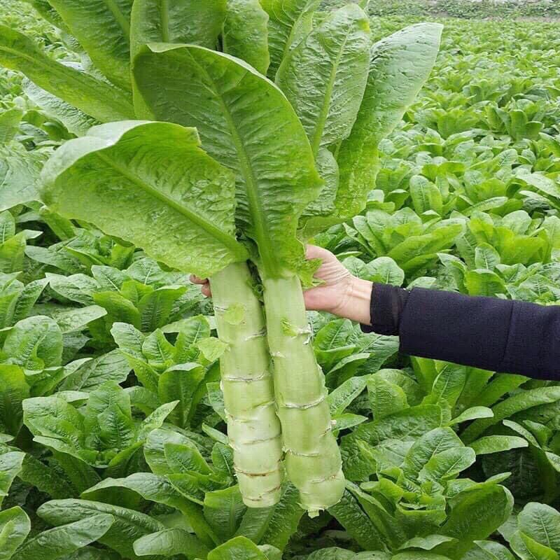 Hạt Giống Xà Lách Rau Diếp Lá Dài