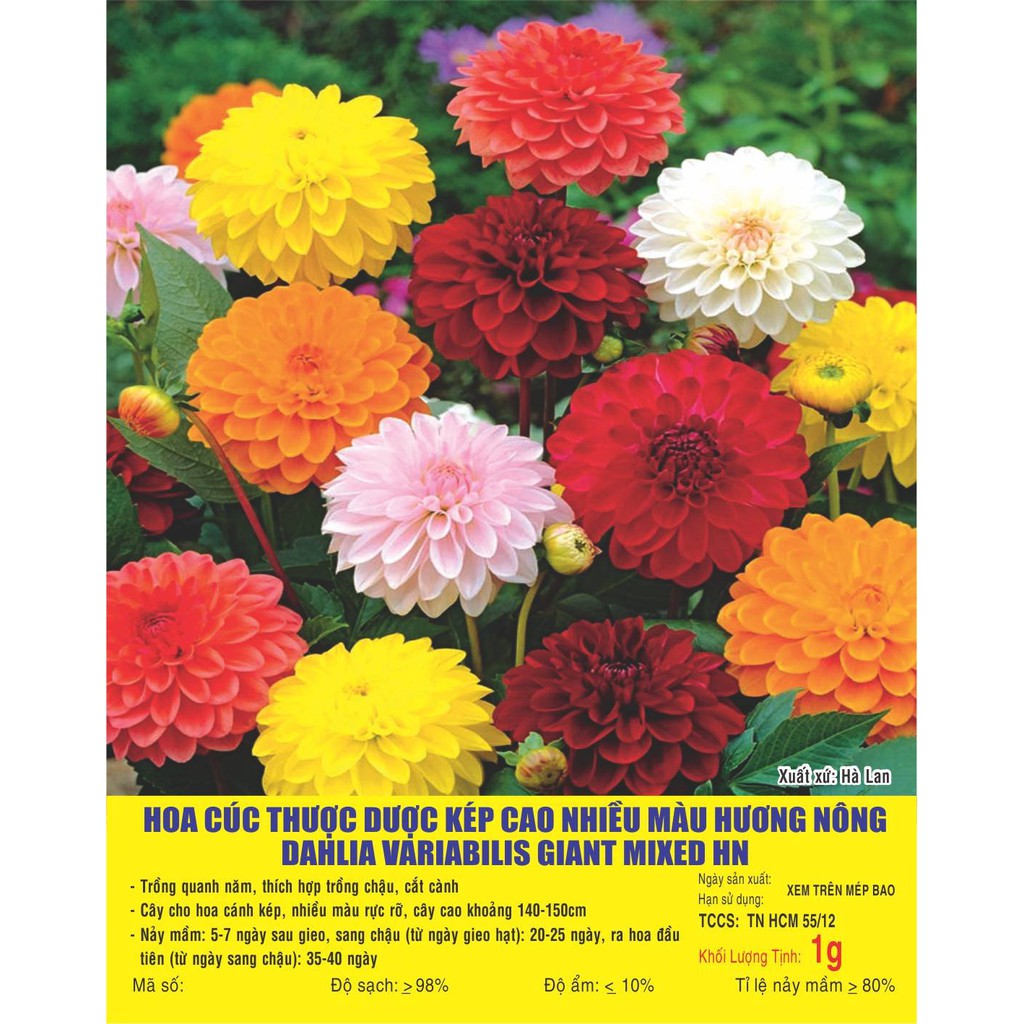 Hạt giống hoa cúc thược dược kép thân cao nhiều màu - gói 0,5 gram