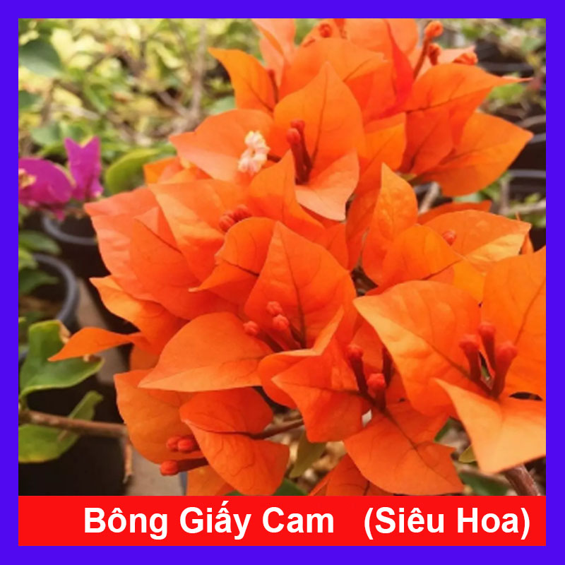 Cây Bông Giấy Cam - cây cảnh sân vườn