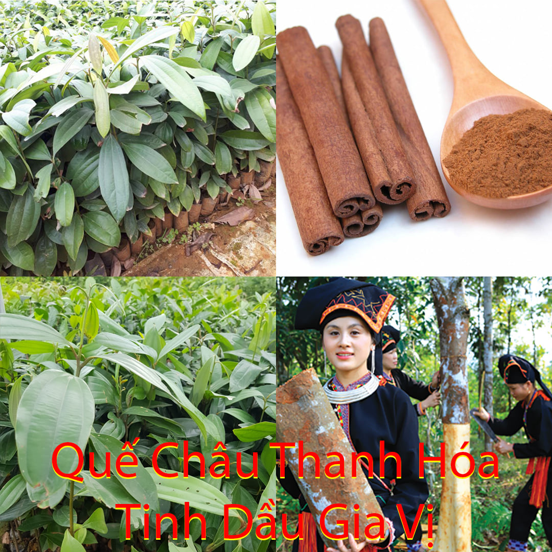Cây quế Châu cây cao 40-50cm