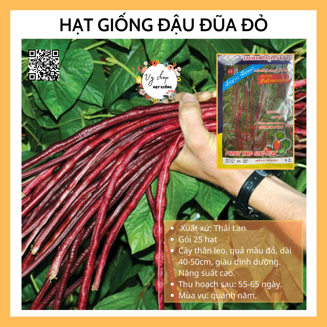 Hạt giống đậu đũa đỏ Thái Lan
