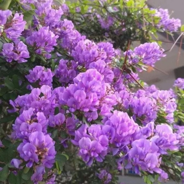 CÂY LINH SAM (CÂY SAM NÚI ) SIÊU BÔNG