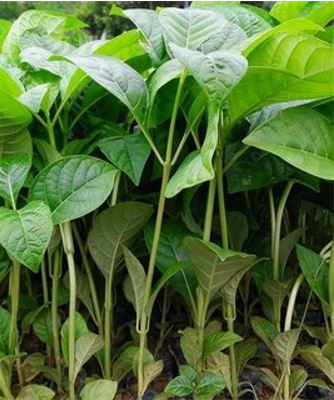 50 gram hạt giống gáo trắng