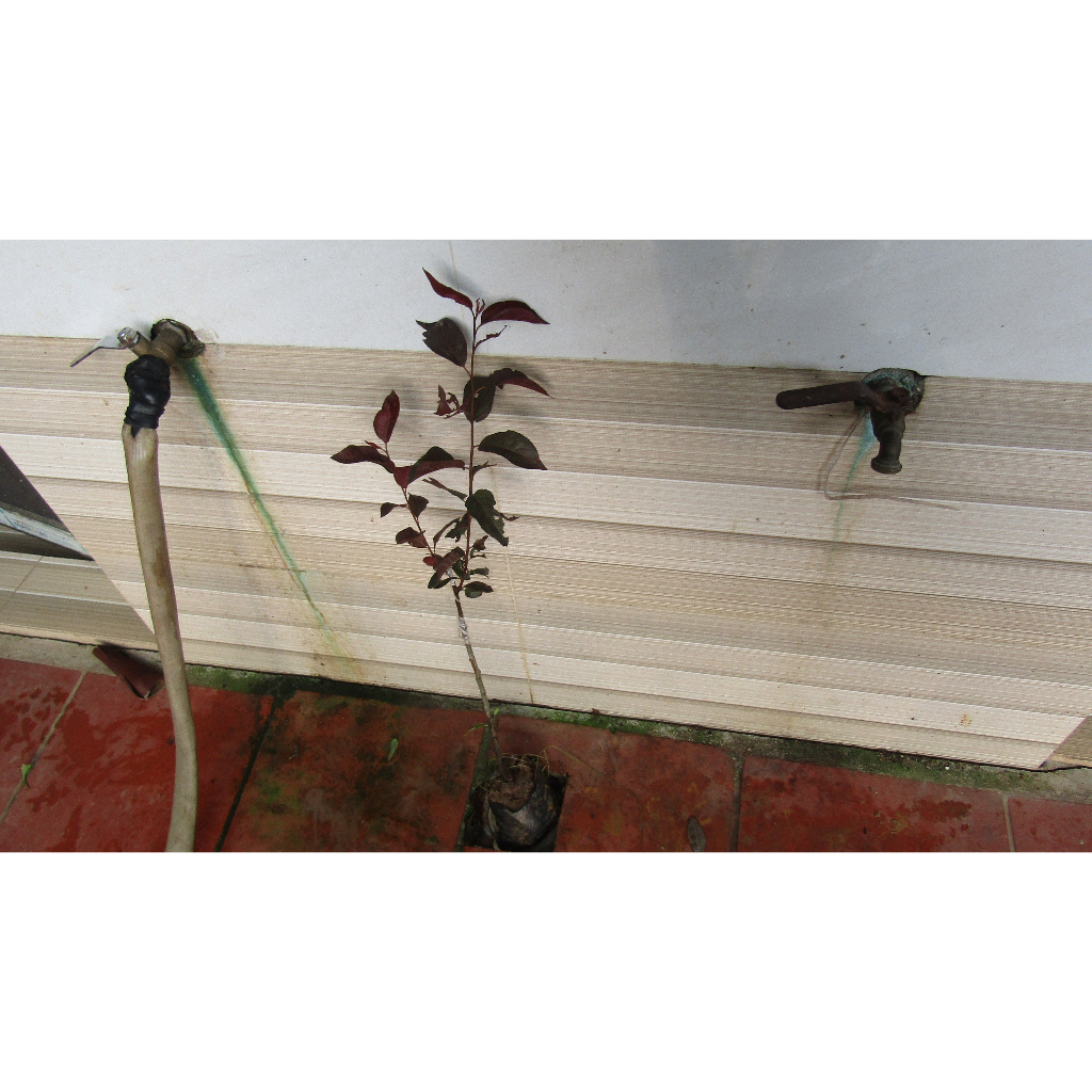 Cây giống mận úc tím 50-60 cm