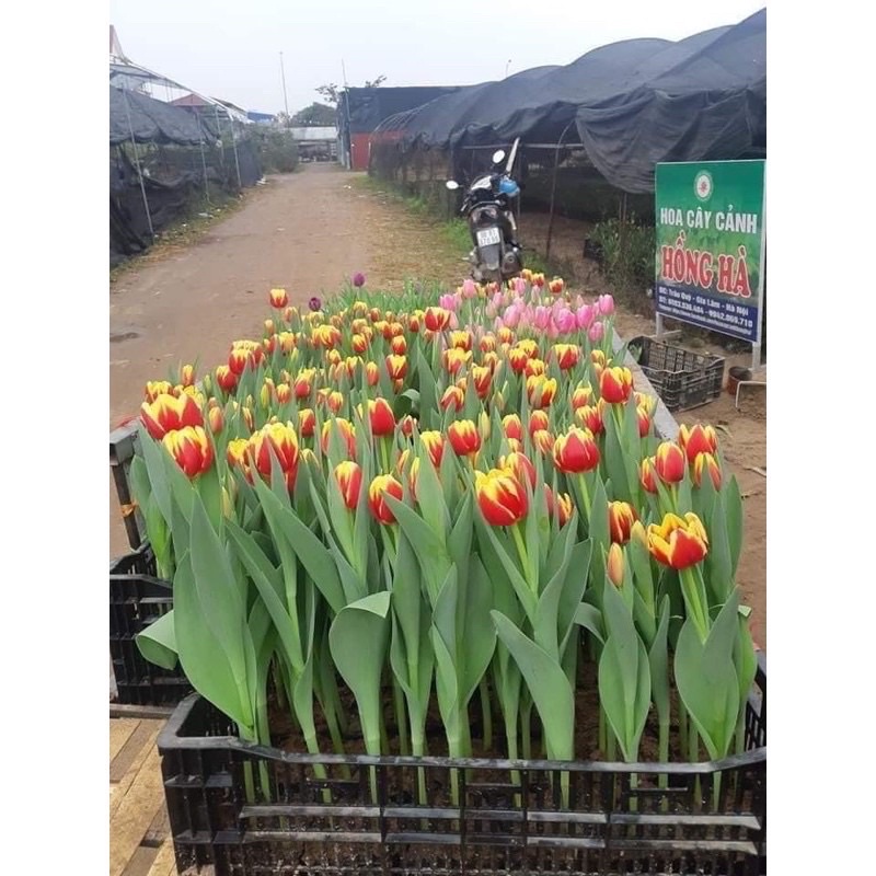 Củ hoa tuylip(1 củ) HOA TẾT