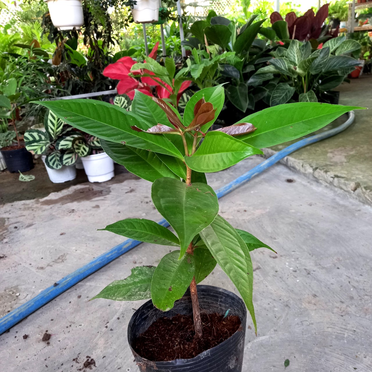 Cây Mận trái đỏ
