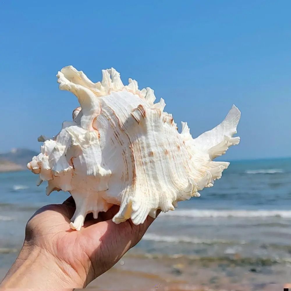 Kirin Shell Aquarium Decoration Accessories 10-16cm Natural Large Conch Shell DIY ...