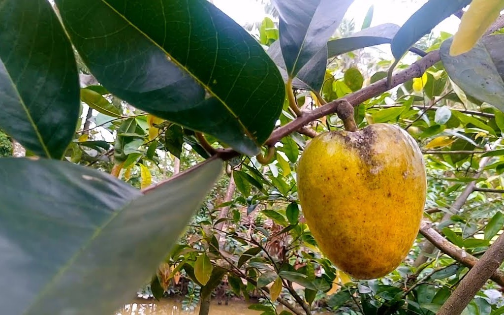 Hạt giống bình bát dây - gói 20 hạt - VTNT
