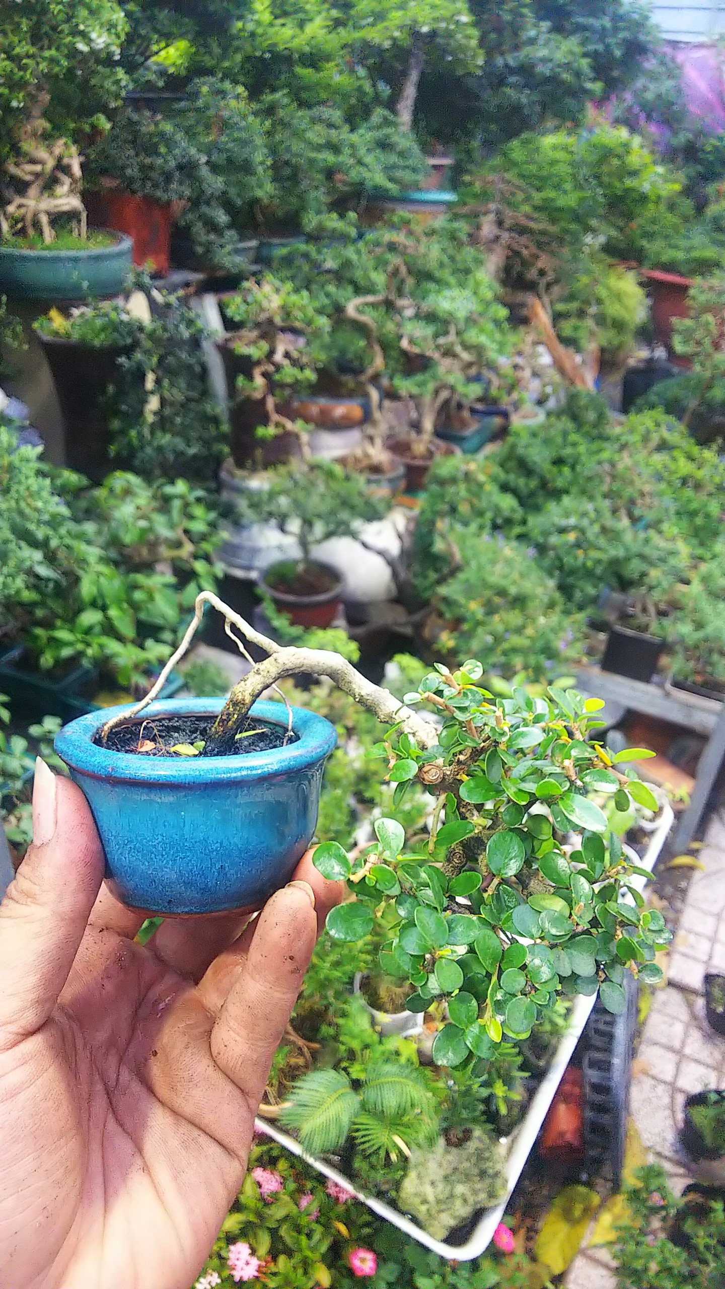Sam núi bonsai mini sĩze 10cm phân tan chậm