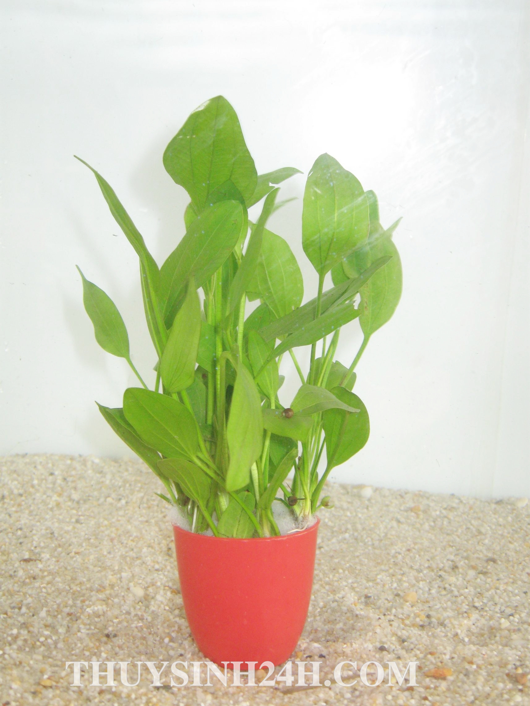 Combo 8 Loại Cây Thuỷ Sinh