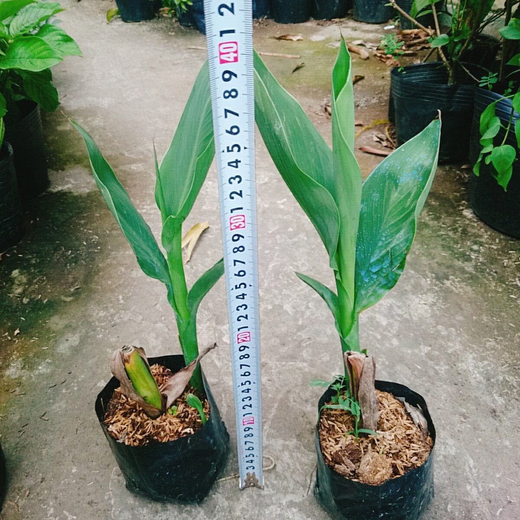 Cây Chuối Hoa thái (màu cam, thân lùn) - cây cảnh sân vườn