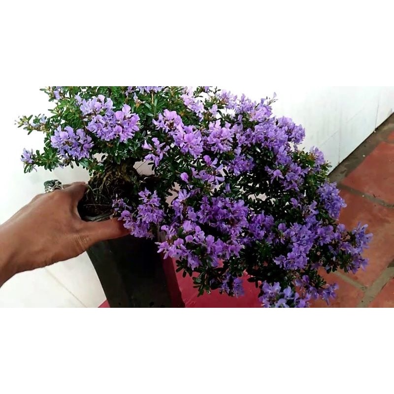 Linh sam sông hinh ( lá lớn hoa lớn ) - cây phôi giống