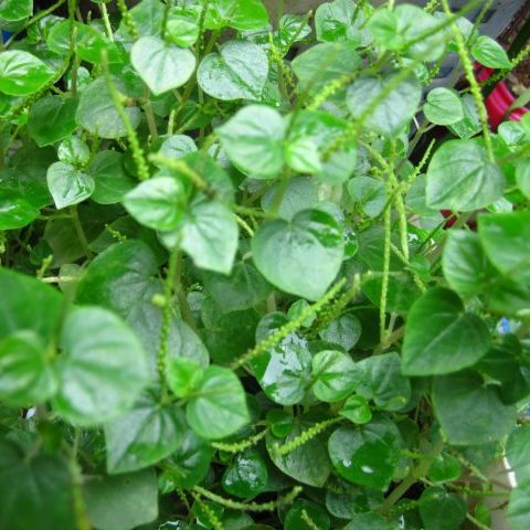 Hạt Giống Rau Càng Cua (0.5gr)