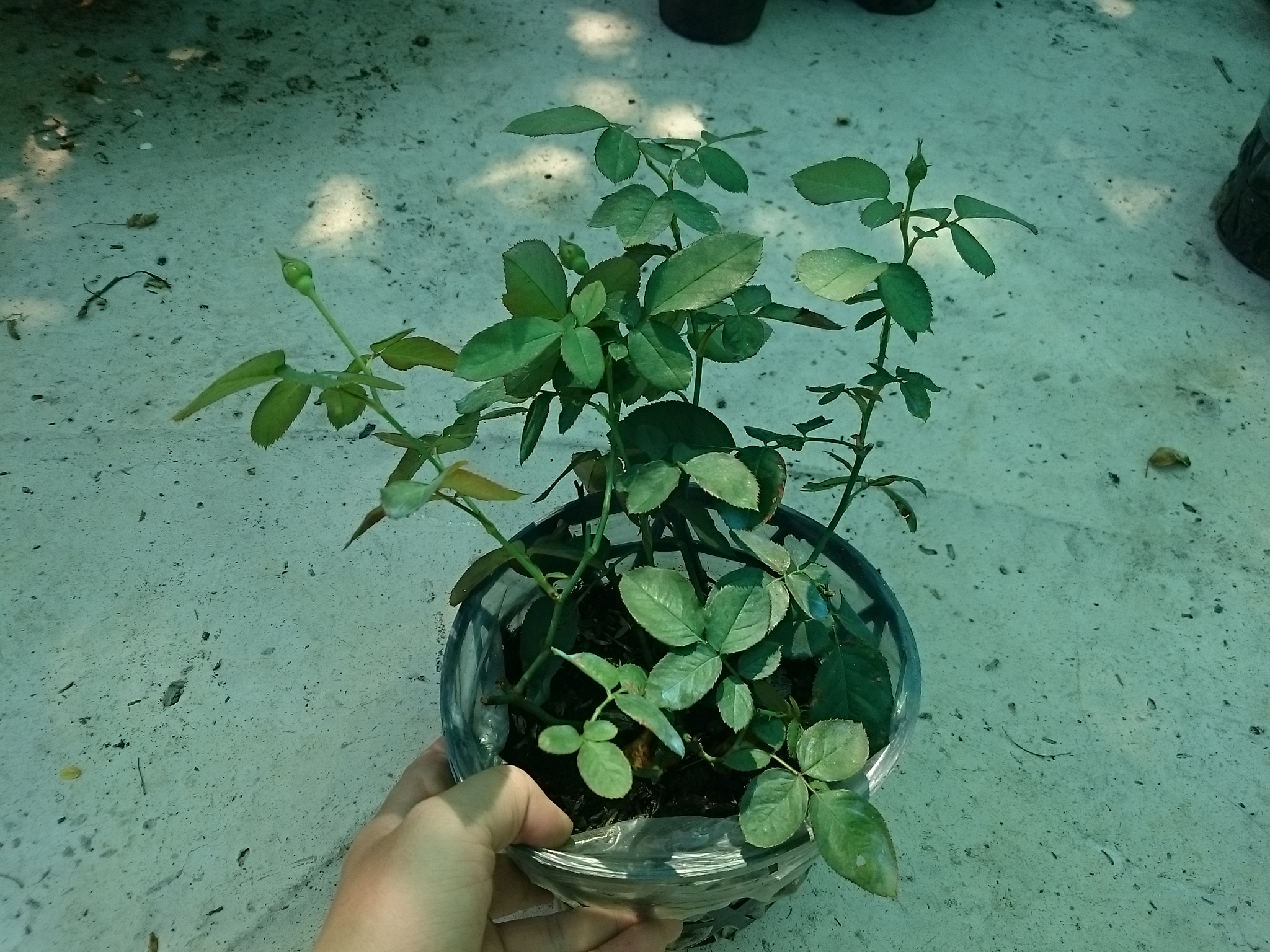 Cây Hoa Hồng Lửa - cây cảnh để bàn
