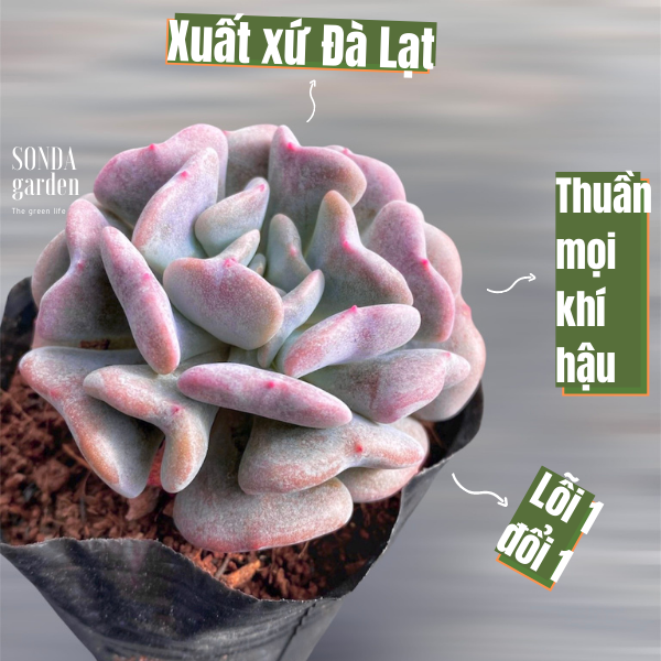SEN ĐÁ CÚC TÍM  ĐÀ LẠT  HƯ 1 ĐỔI 1  SIÊU CUTE
