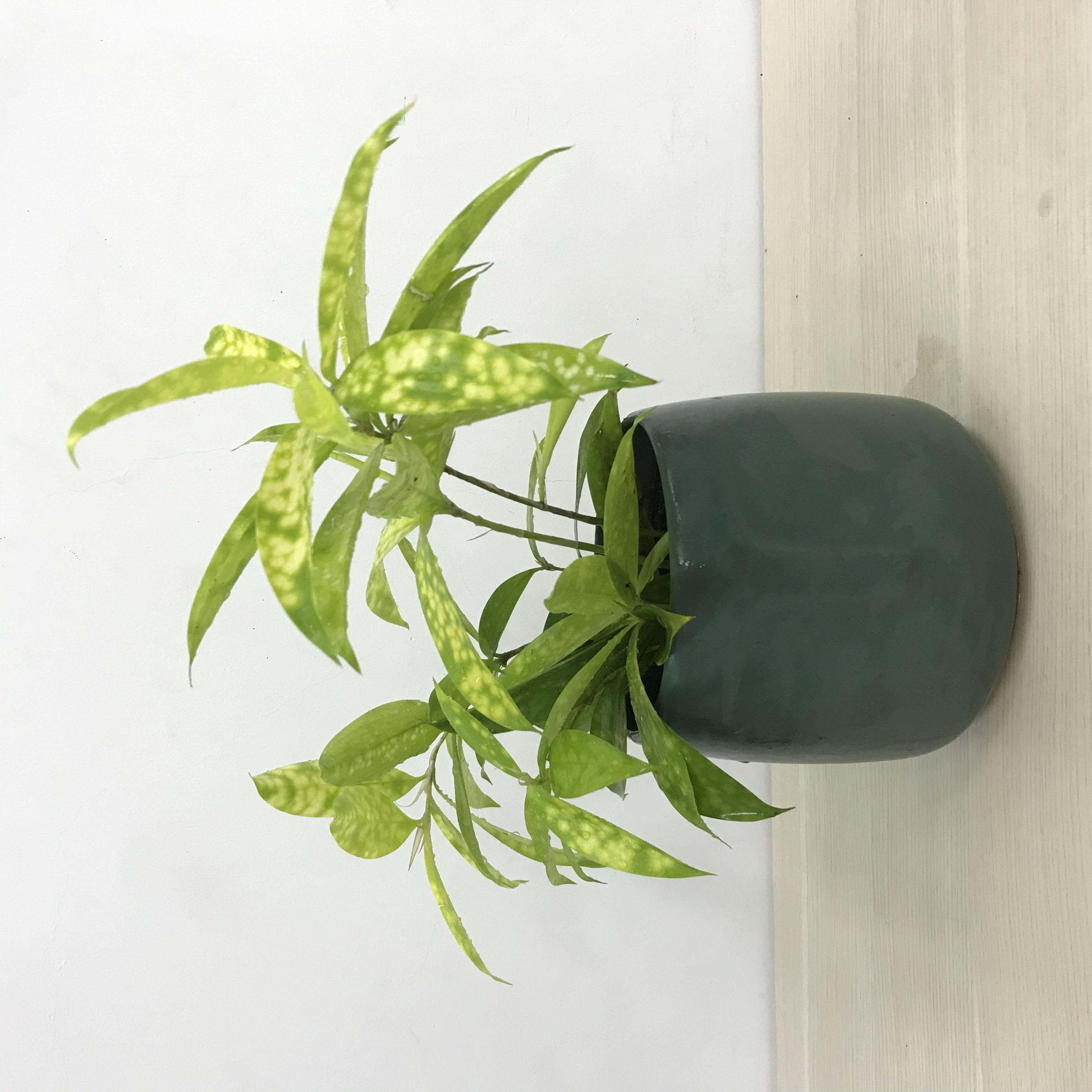 Cây Trúc Nhật vàng, cây cao 15-25cm