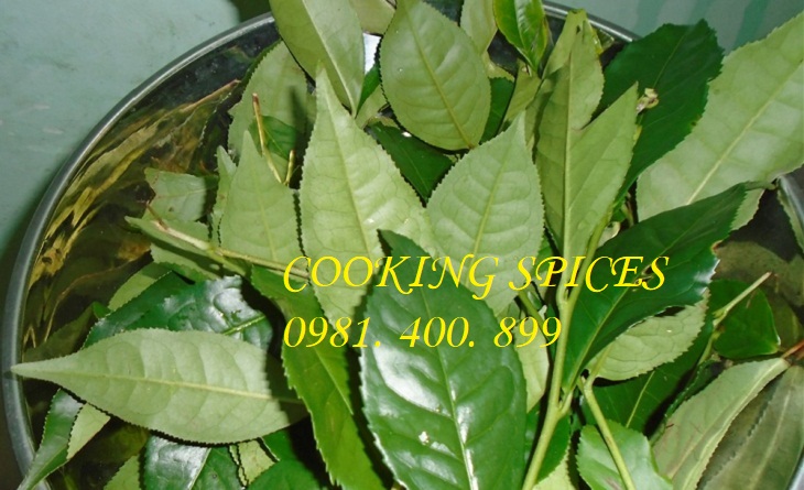 Bột Trà Xanh Nguyên Chất Thái Nguyên ( Green Tea Powder )