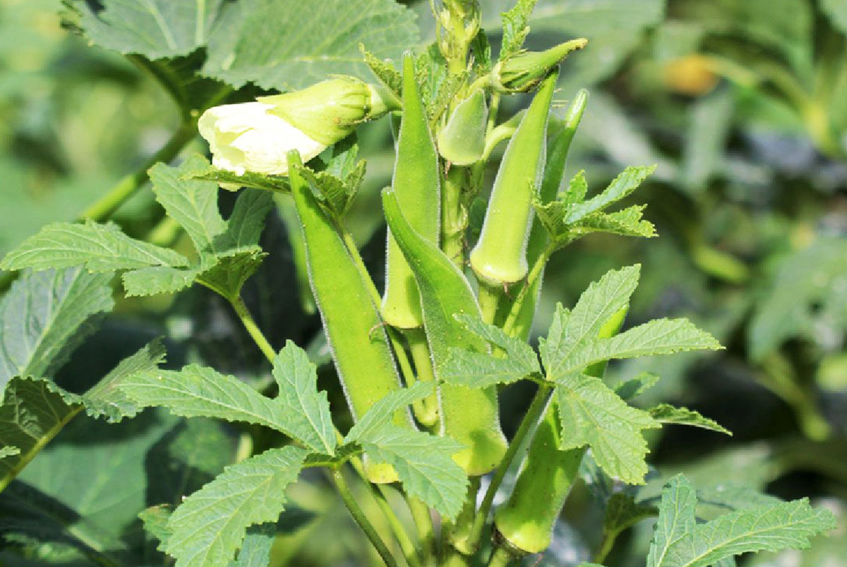 HẠT ĐẬU BẮP - CÀ BẮP - GÓI 20 GRAM